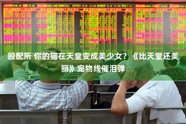 股配所 你的猫在天堂变成美少女？《比天堂还美丽》宠物线催泪弹